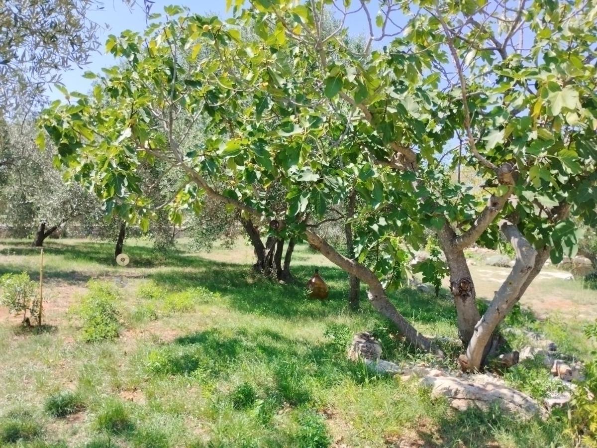 Апартаменты Marti'S House In The Olive Grove Фажана Экстерьер фото