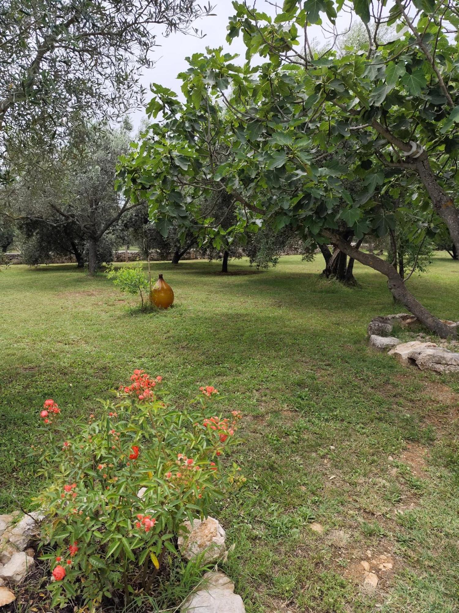 Апартаменты Marti'S House In The Olive Grove Фажана Экстерьер фото